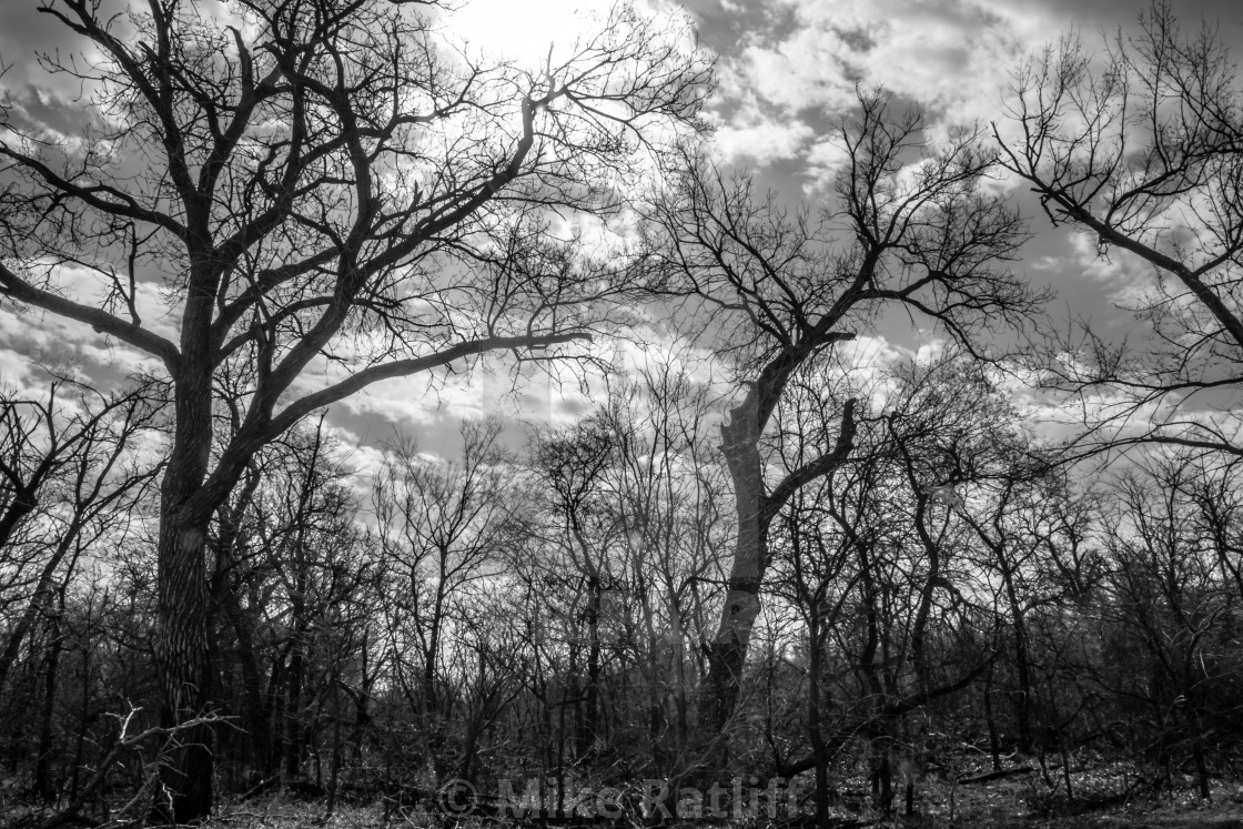 "Bare Trees" stock image