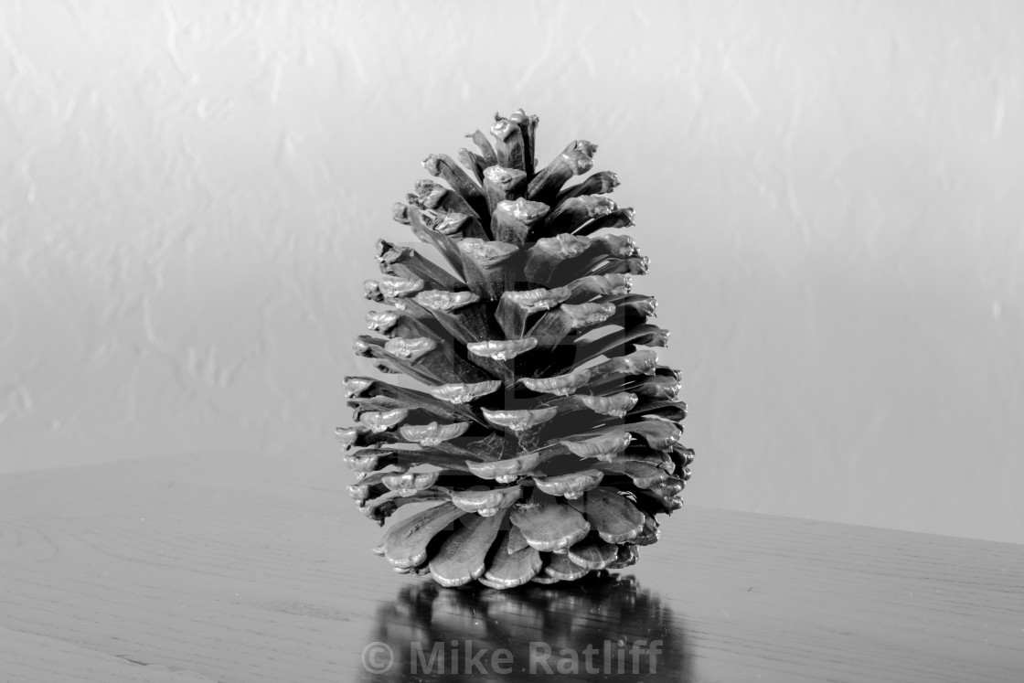 "Pine Cone" stock image