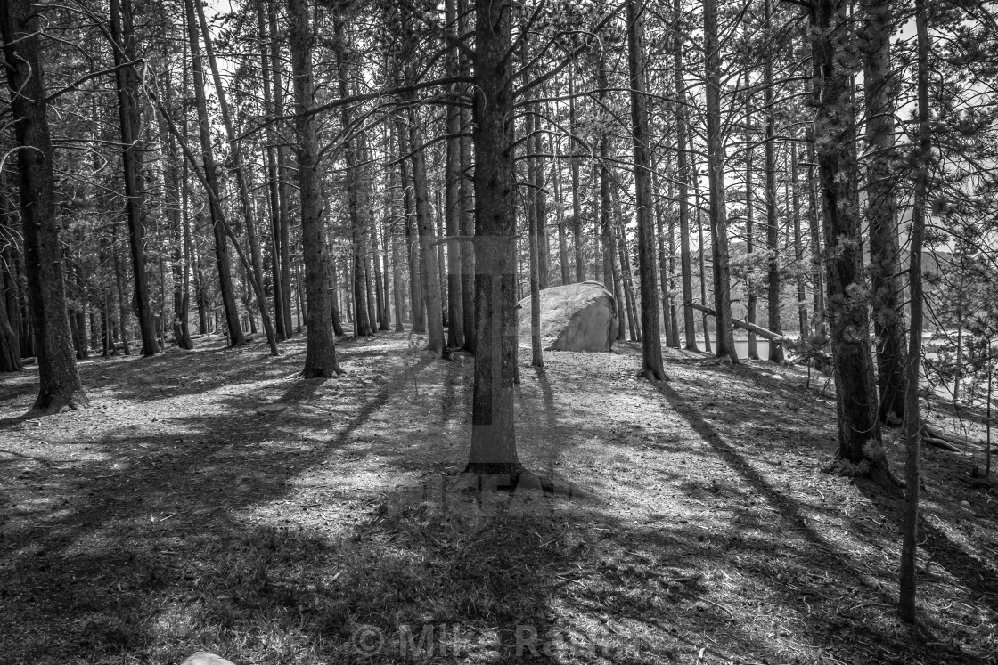 "Pine Forest in Turquoise Lake Park" stock image