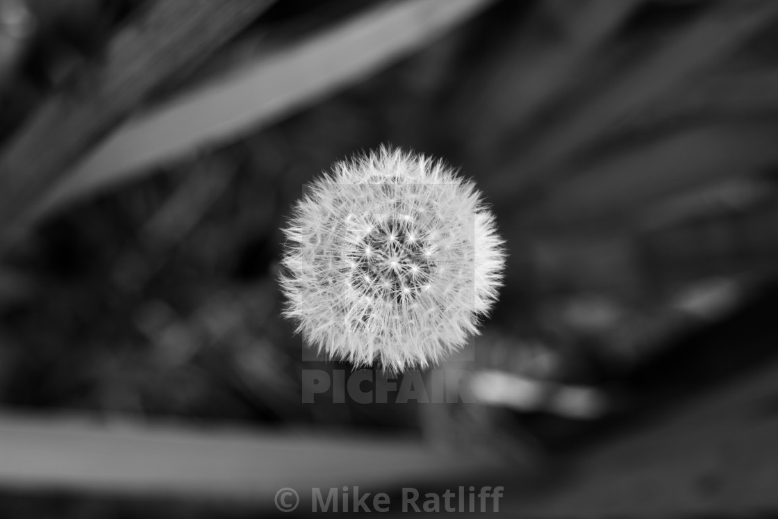 "Dandelion" stock image