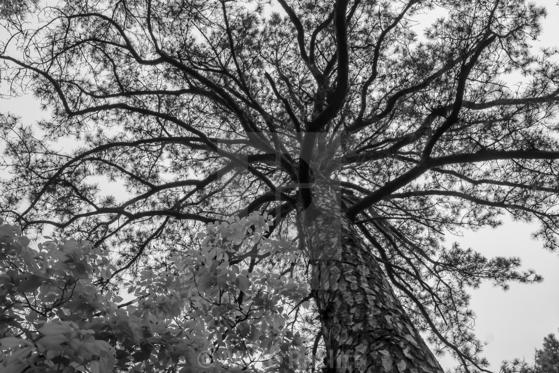 "Very tall tree next to my Cabin" stock image