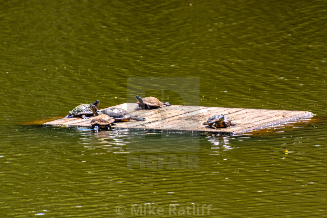 "Sunning Turtles" stock image