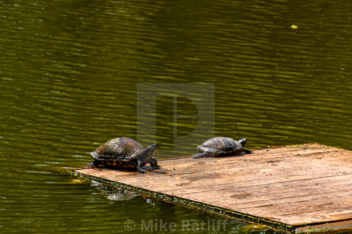 "Sunning Turtles on deck" stock image