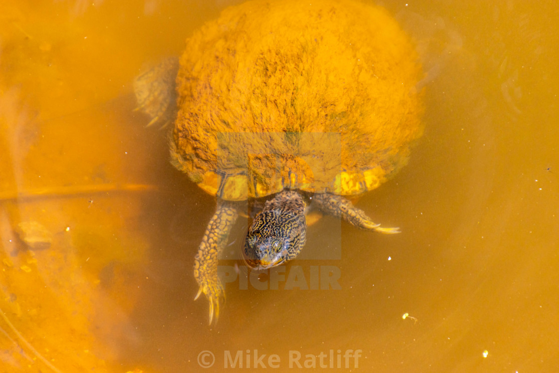 "Moss Covered Turtle Swimming" stock image