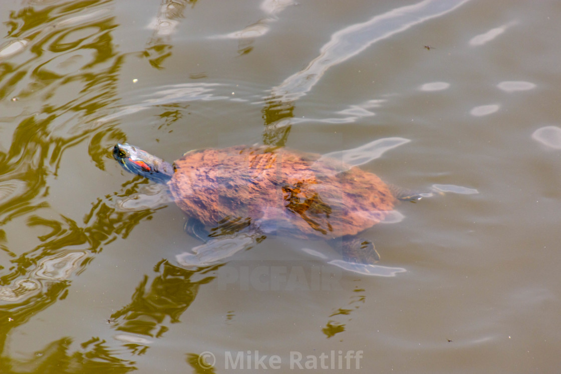 "Swimming Turtle" stock image