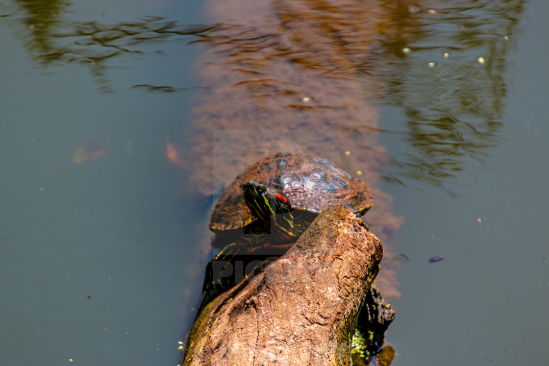 "Turtle Sunning on Tree in Water" stock image