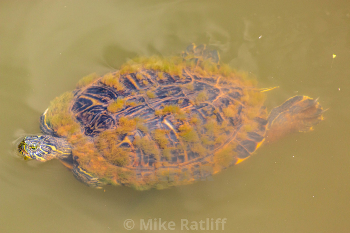 "Moss Covered Turtle" stock image