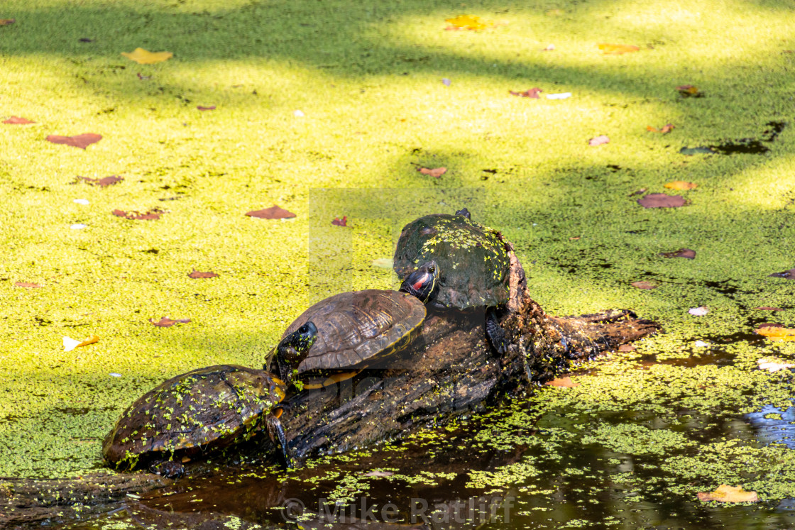 "Three Turtles on a Log" stock image