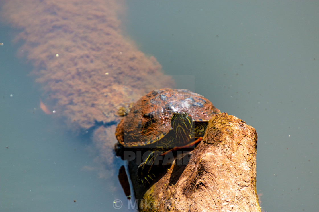 "Turtle Sunning on Tree in Water" stock image