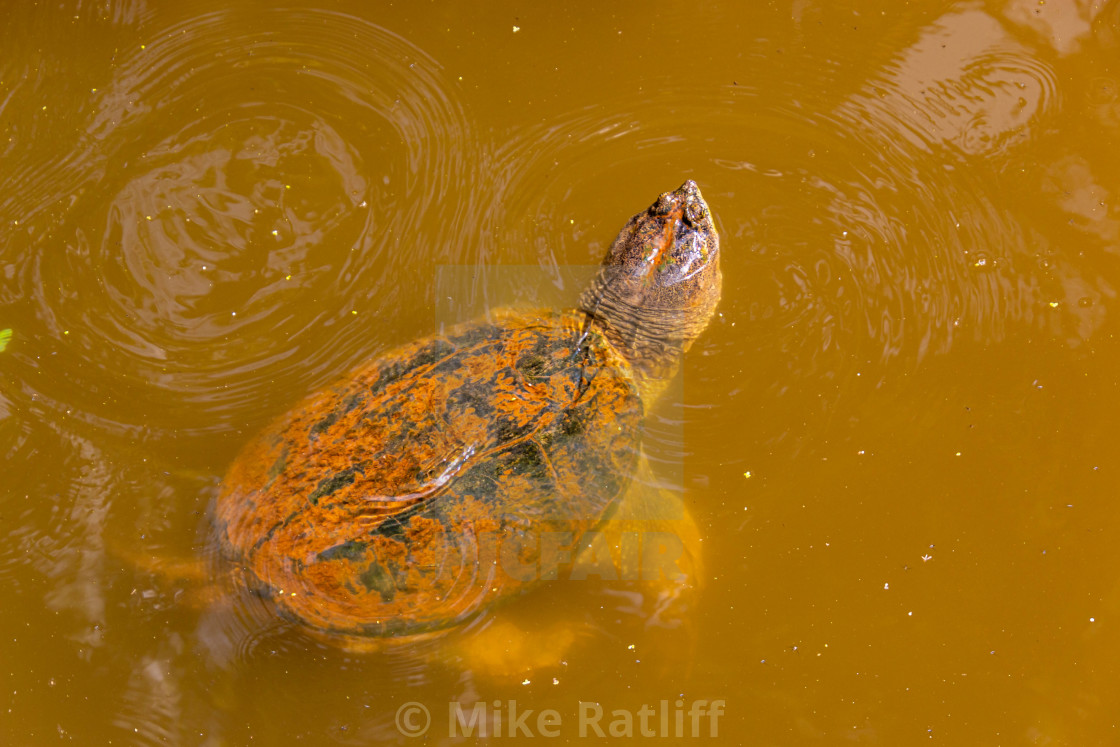 "Swimming Turtle" stock image