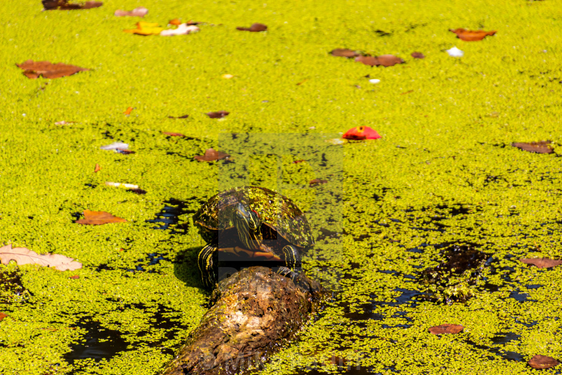 "Turtle on Log" stock image