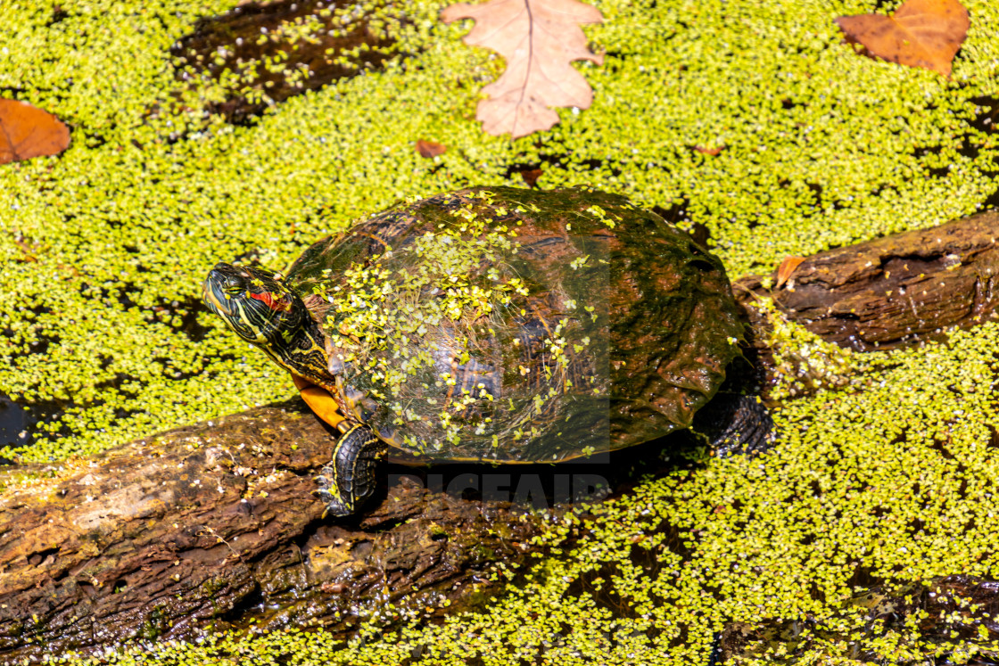 "Sunning Turtle on floating log" stock image