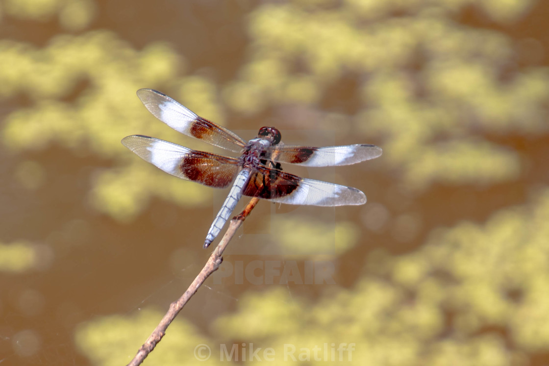 "Dragon Fly" stock image