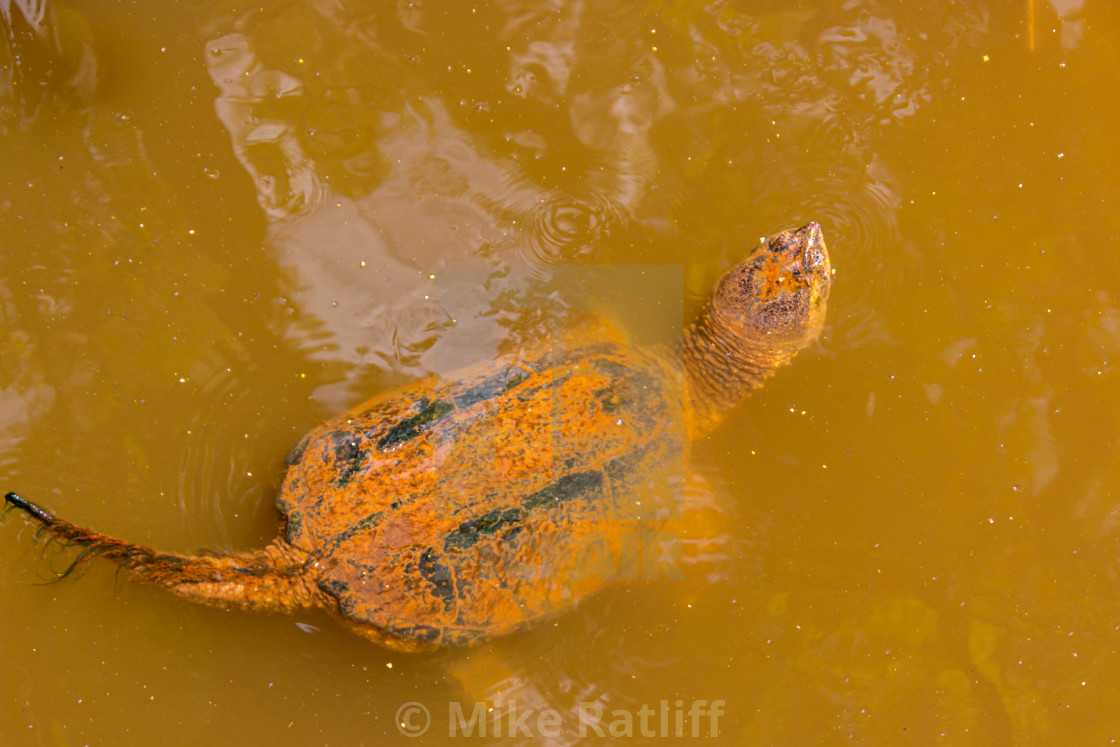 "Snapping Turtle Swimming" stock image