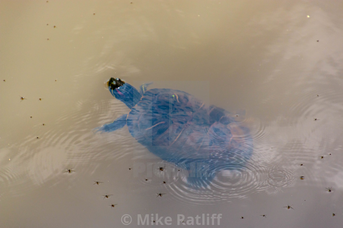 "Swimming Turtle" stock image