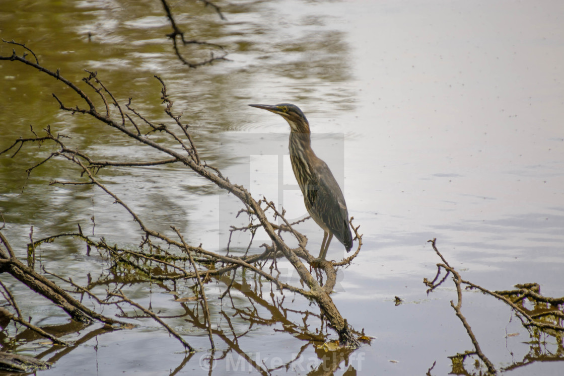 "Bittern waiting for a fish" stock image