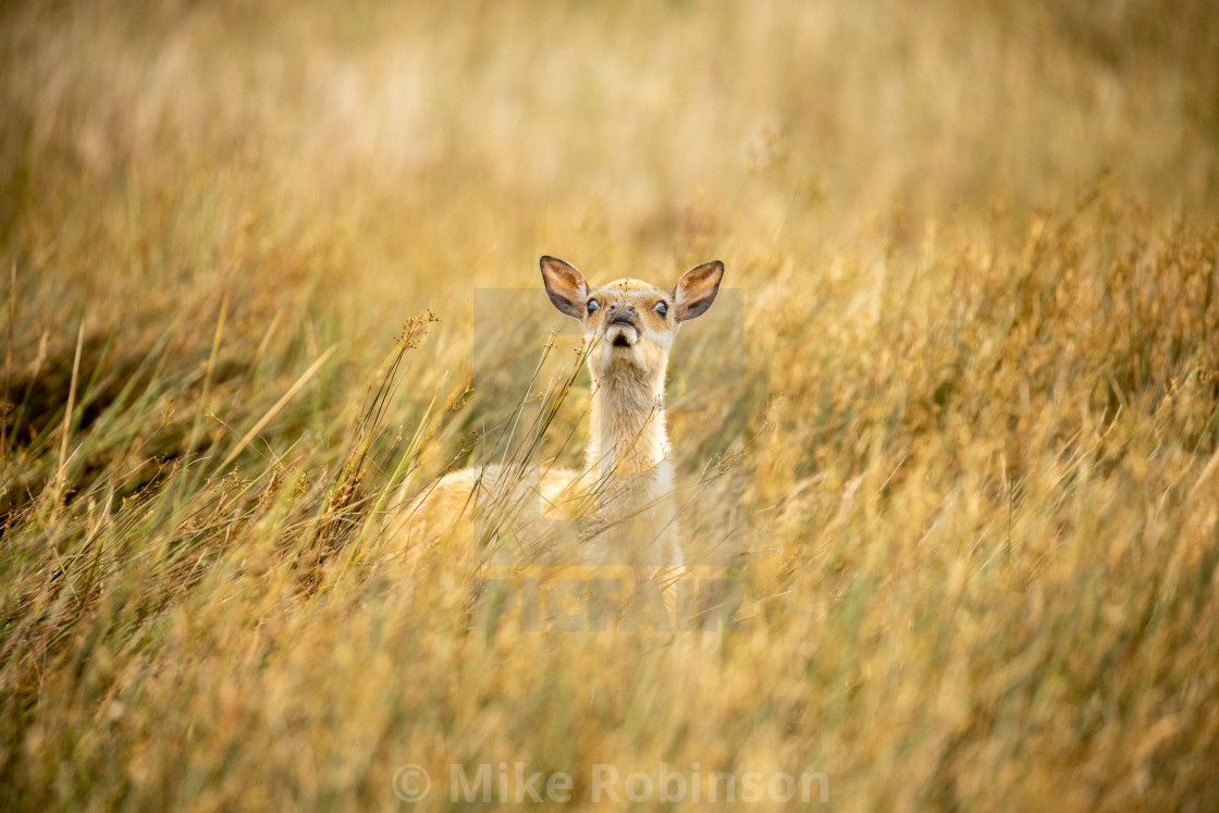 "Roe deer in long grass, face on" by Mike Robinson - $15.32 "Roe deer in long grass, face on" stock image