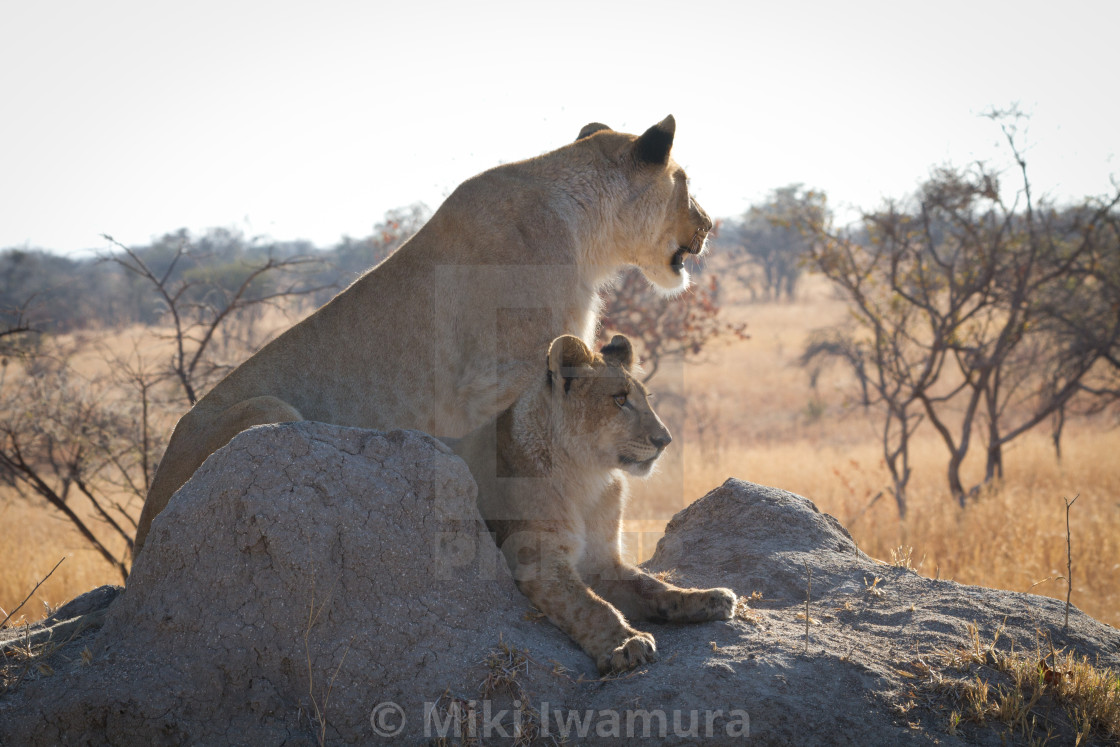 "Lioness and Her Cub" by Miki Iwamura - $46.16 "Lioness and Her Cub" stock image