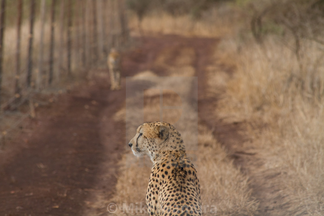 "Cheetah" by Miki Iwamura - $46.16 "Cheetah" stock image