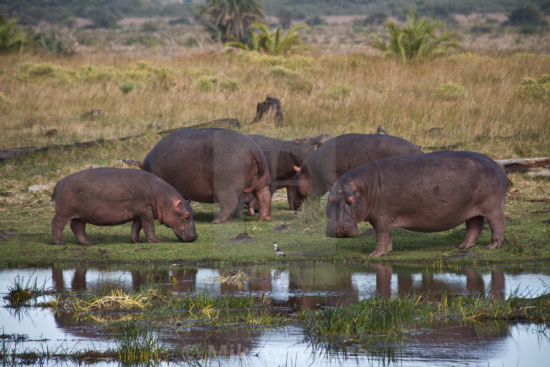 "Hippos and a Bird" by Miki Iwamura - $46.16 "Hippos and a Bird" stock image