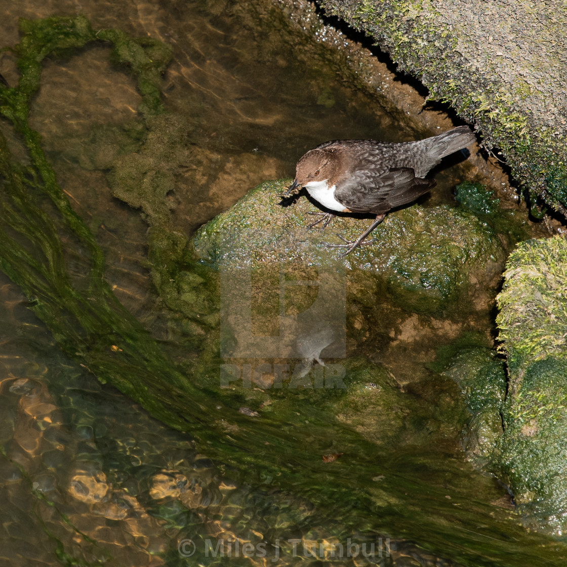 "Dipper (Cinclus cinclus), collecting nesting materials at Quarry Bank Mill, Cheshire, UK." stock image