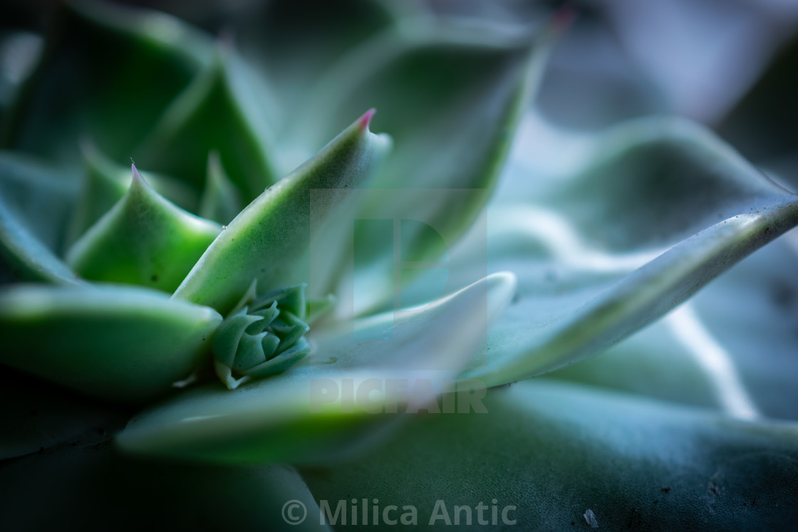 "Close up of succulent plant" by Milica Antic - £12.40 "Close up of succulent plant" stock image