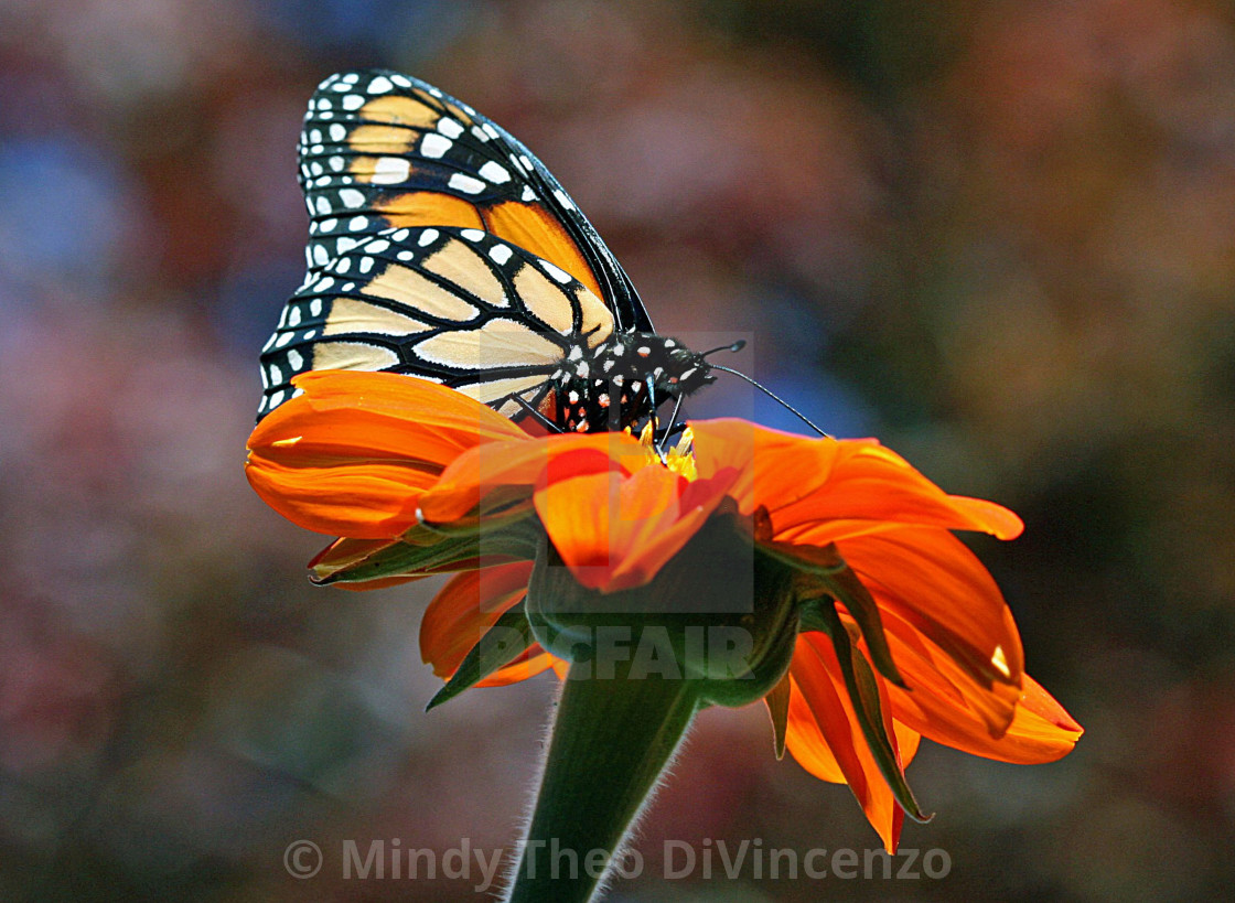 "Fall Monarch" stock image