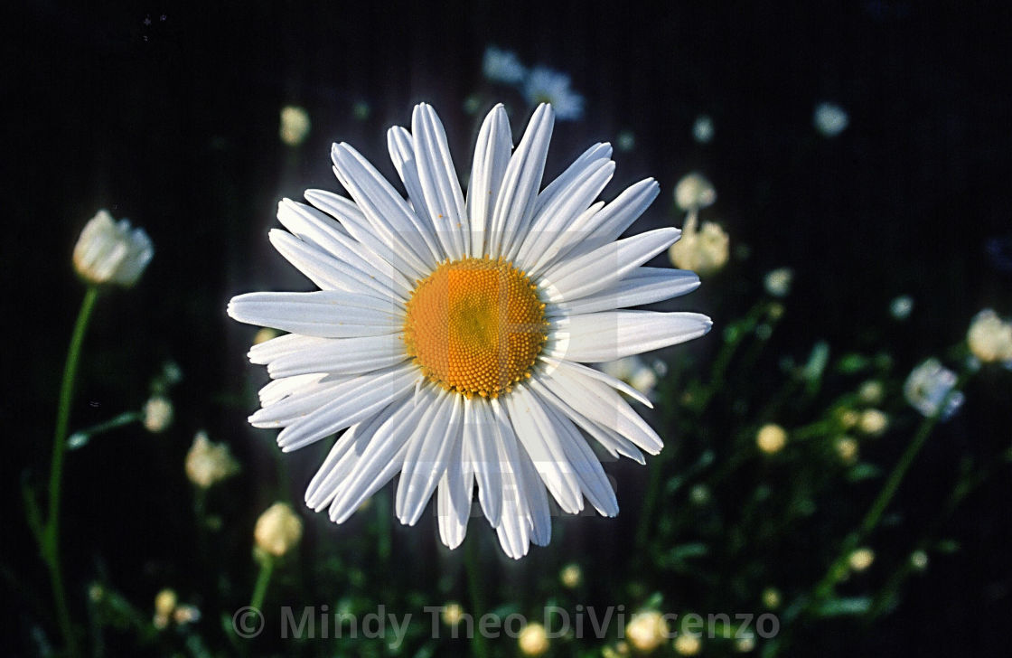 "Daisy" stock image