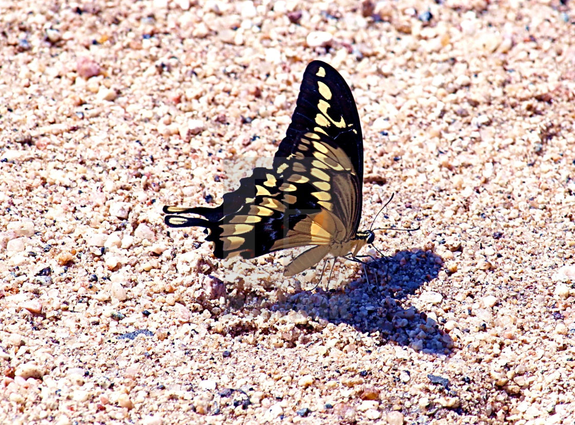 "Heart Shadow" stock image