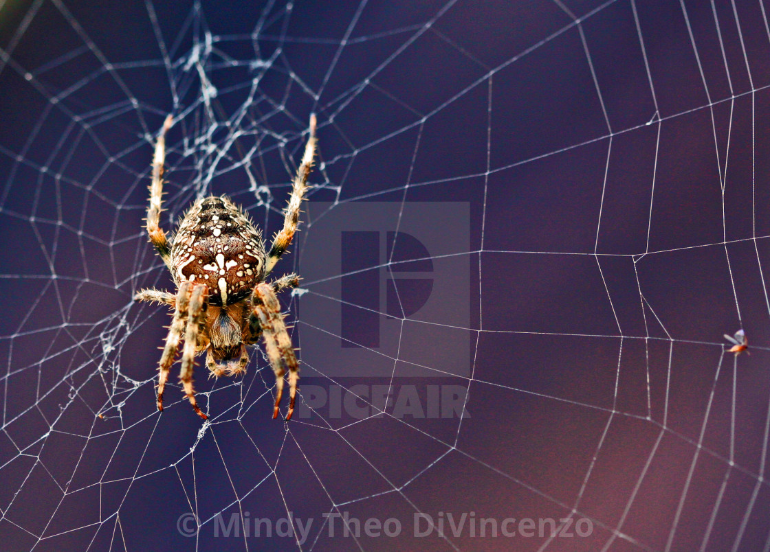 "Spider" stock image