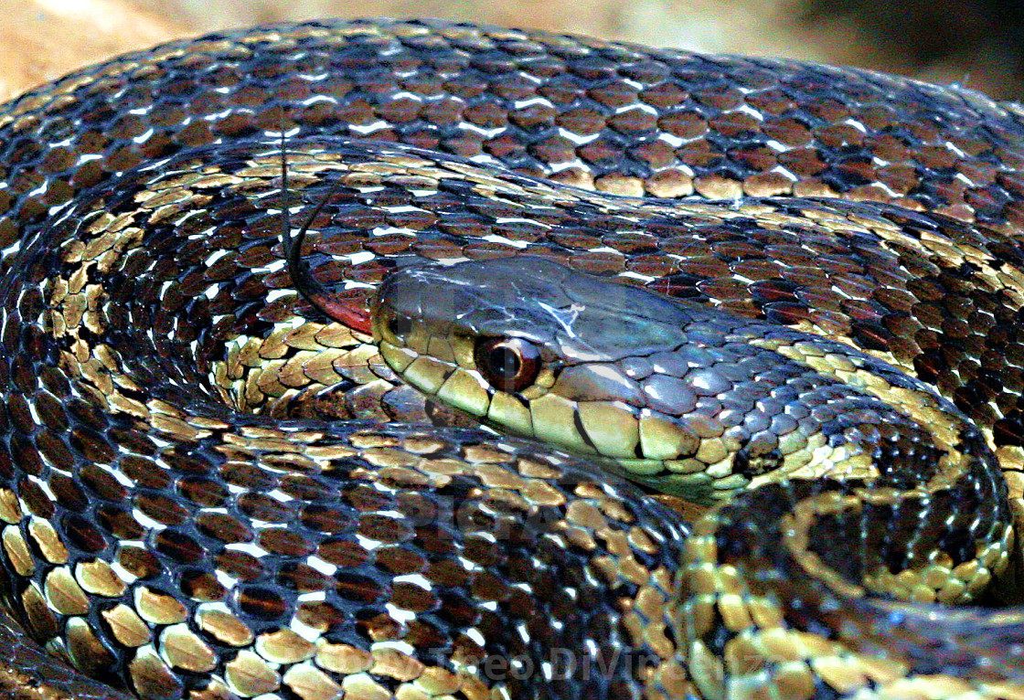 "Fork Tongue Serpent" stock image