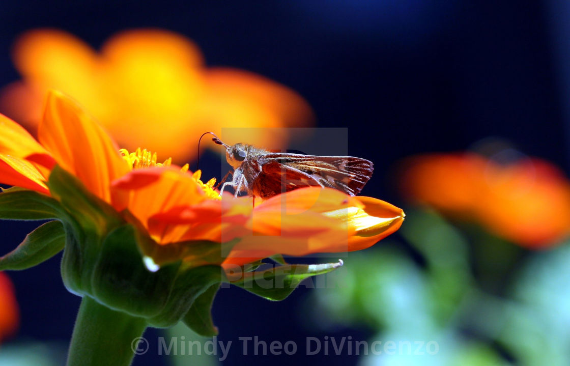 "Mexican Sunflower VIsitor" stock image