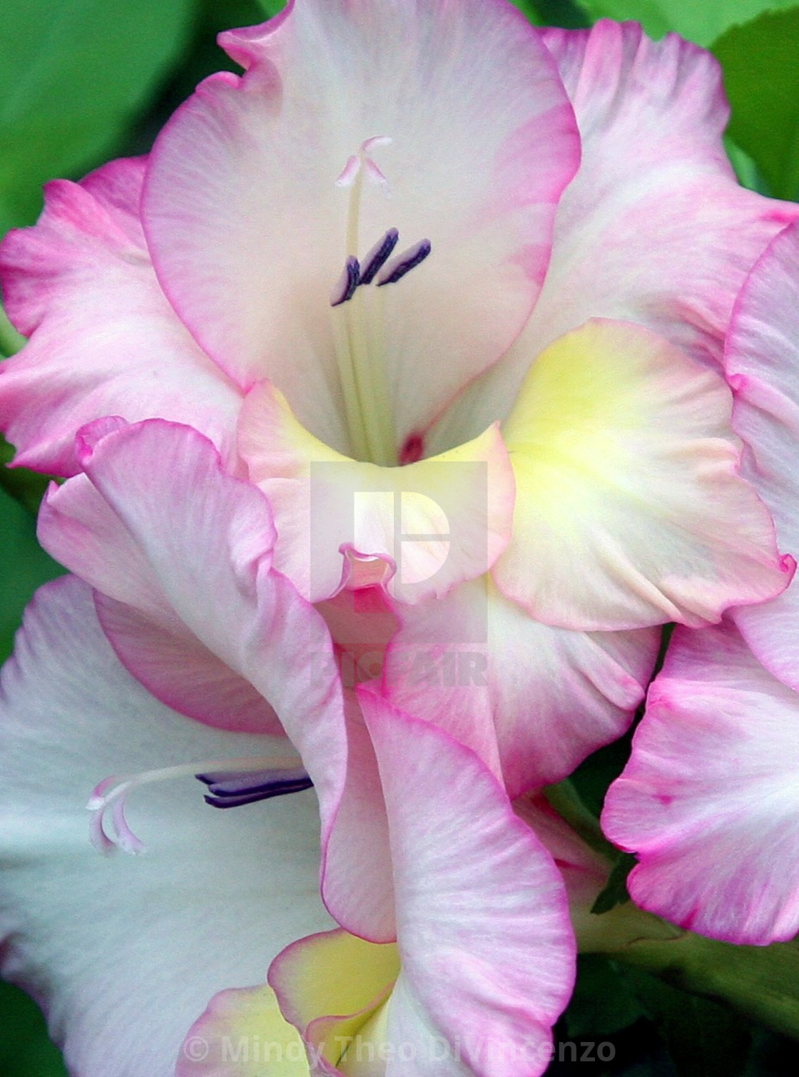 "Gladiola" stock image