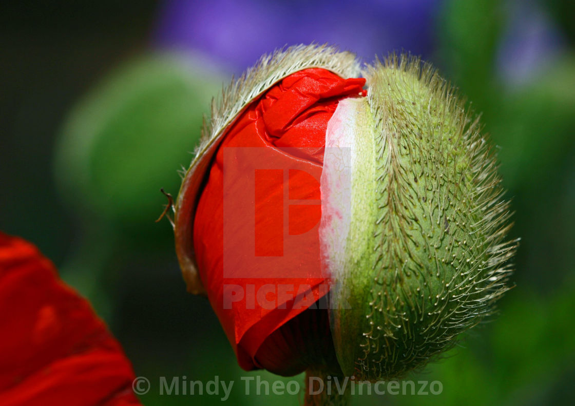 "Emerging Poppy" stock image