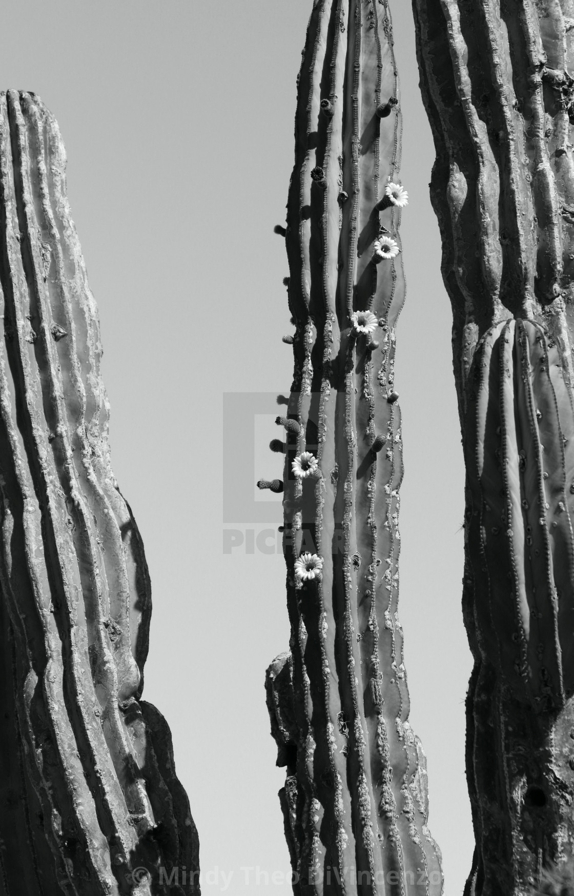 "Cardon Cactus Noir" stock image