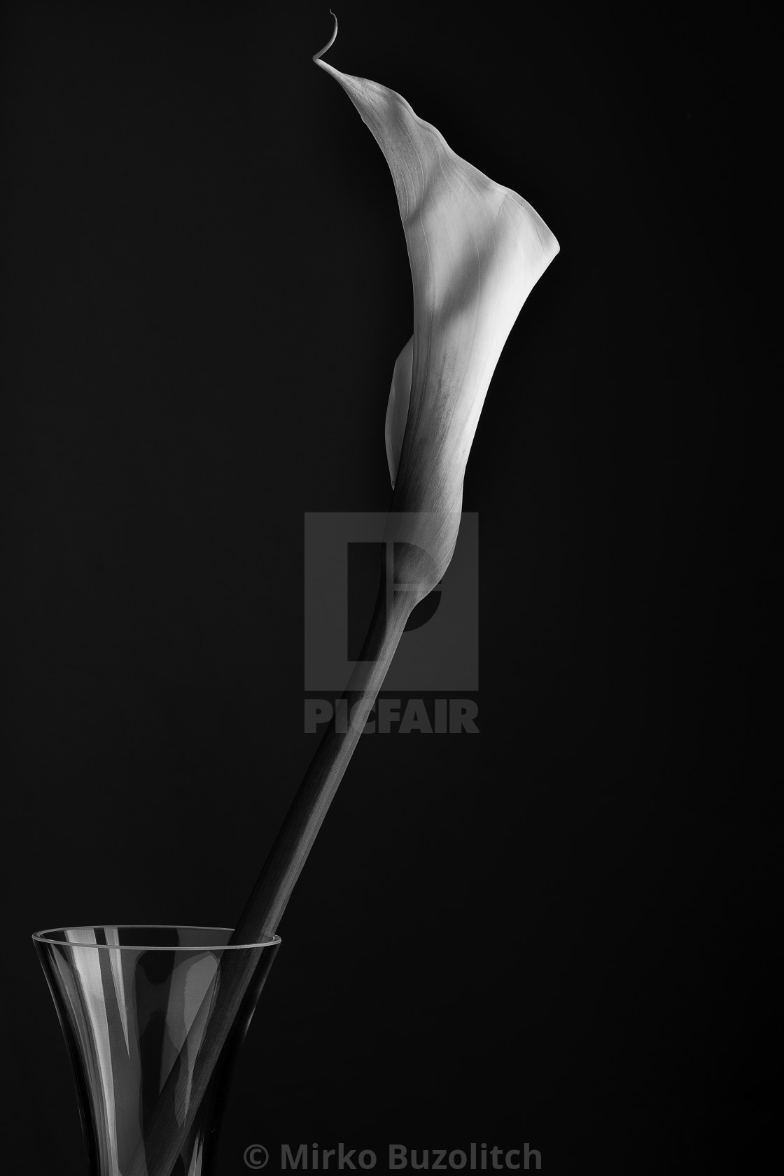 "Calla lily in a glass vase" stock image