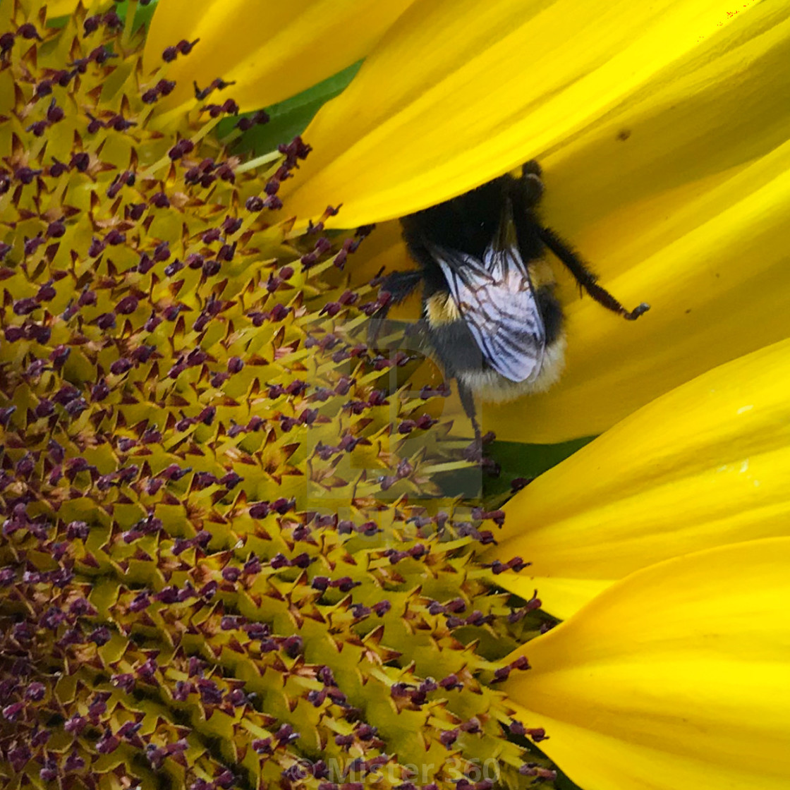 "Bee hiding in sunflower" stock image