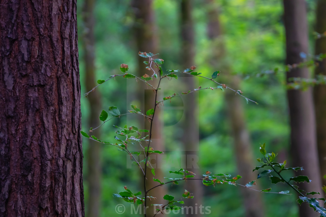 Peaceful Forest Background License Download Or Print For 12 40 Photos Picfair Peaceful Forest Background License Download Or Print For 12 40 Photos Picfair