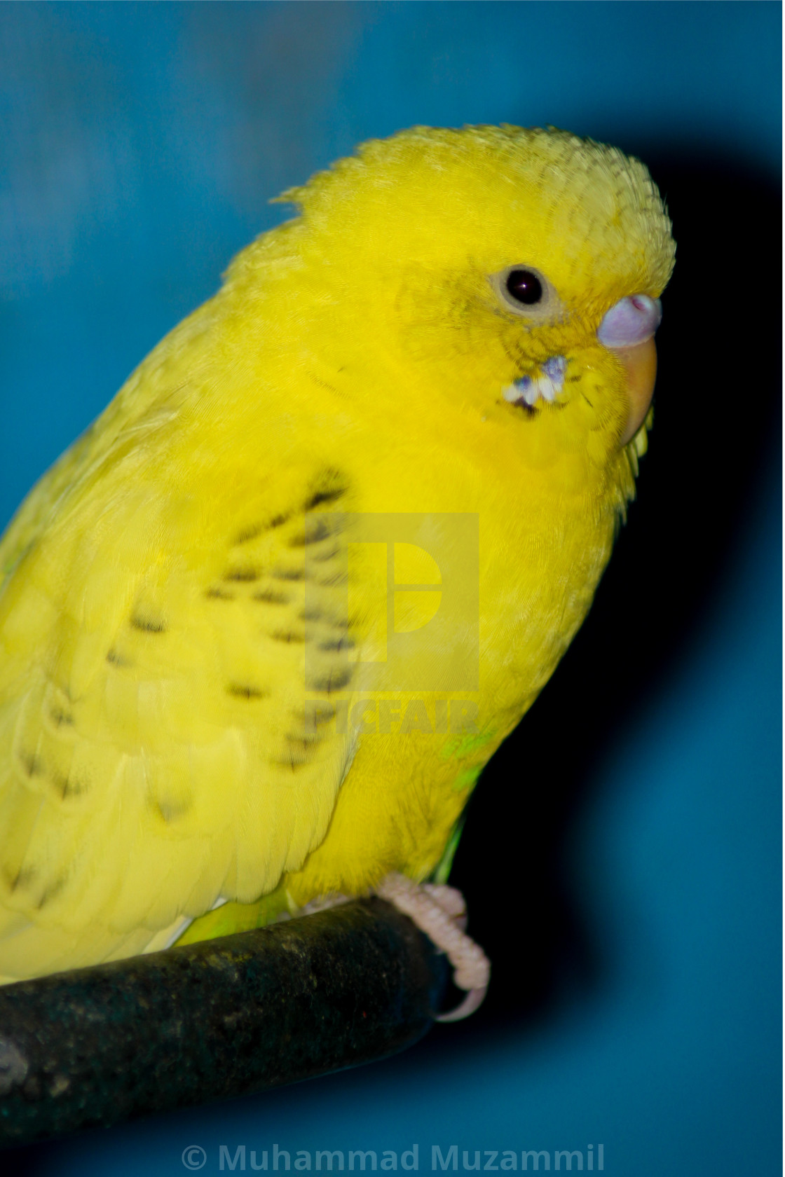 parrot - License, download or print for £1.49 | Photos | Picfair