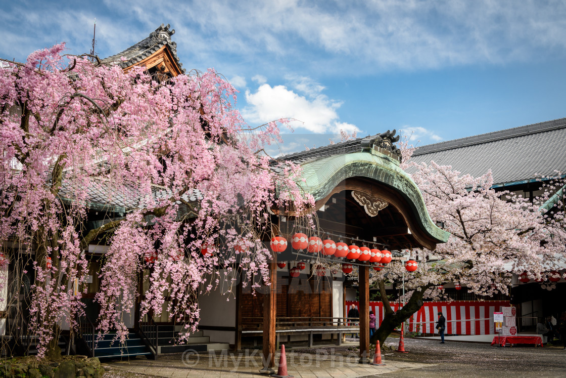 "Cherry Blossom" stock image