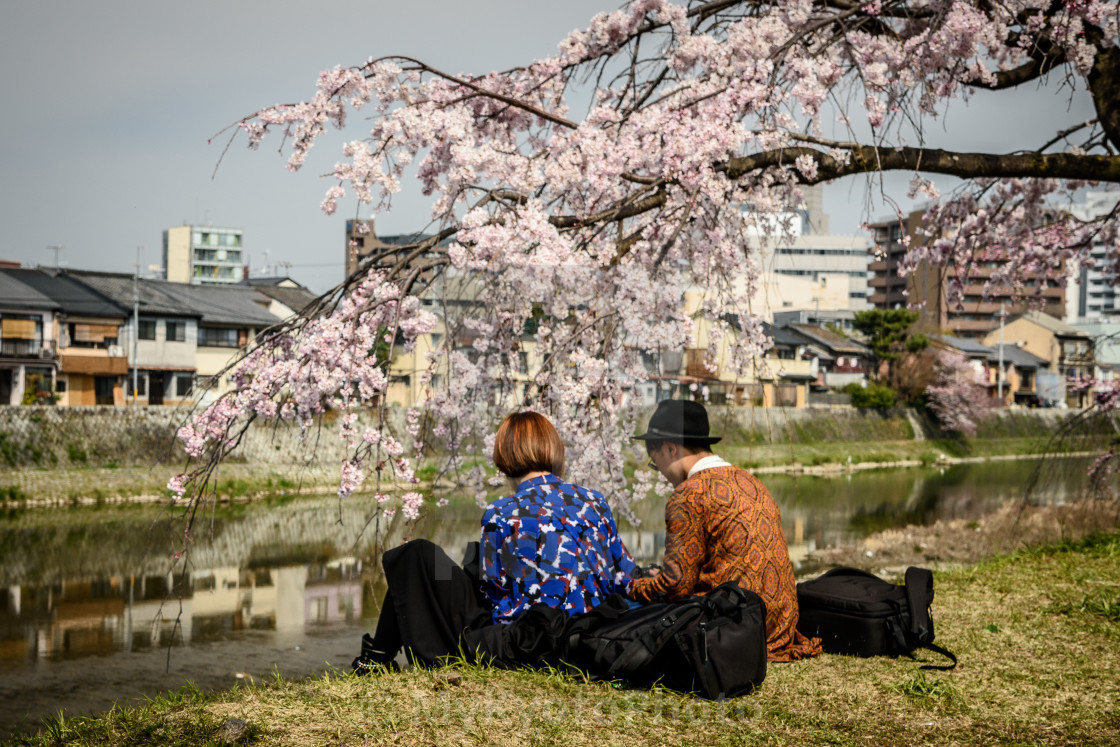 "Cherry Blossom along the Kamogawa river, Kyoto" stock image