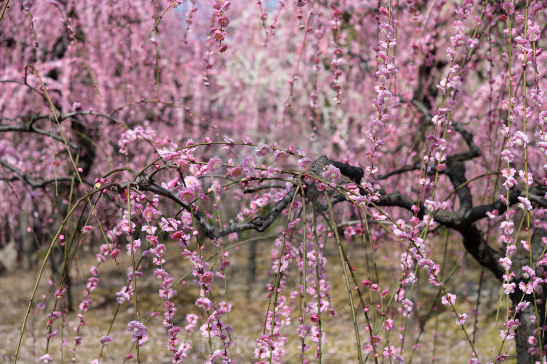 "Ume blossom (plum) at Jonangu Shrine, Kyoto" stock image