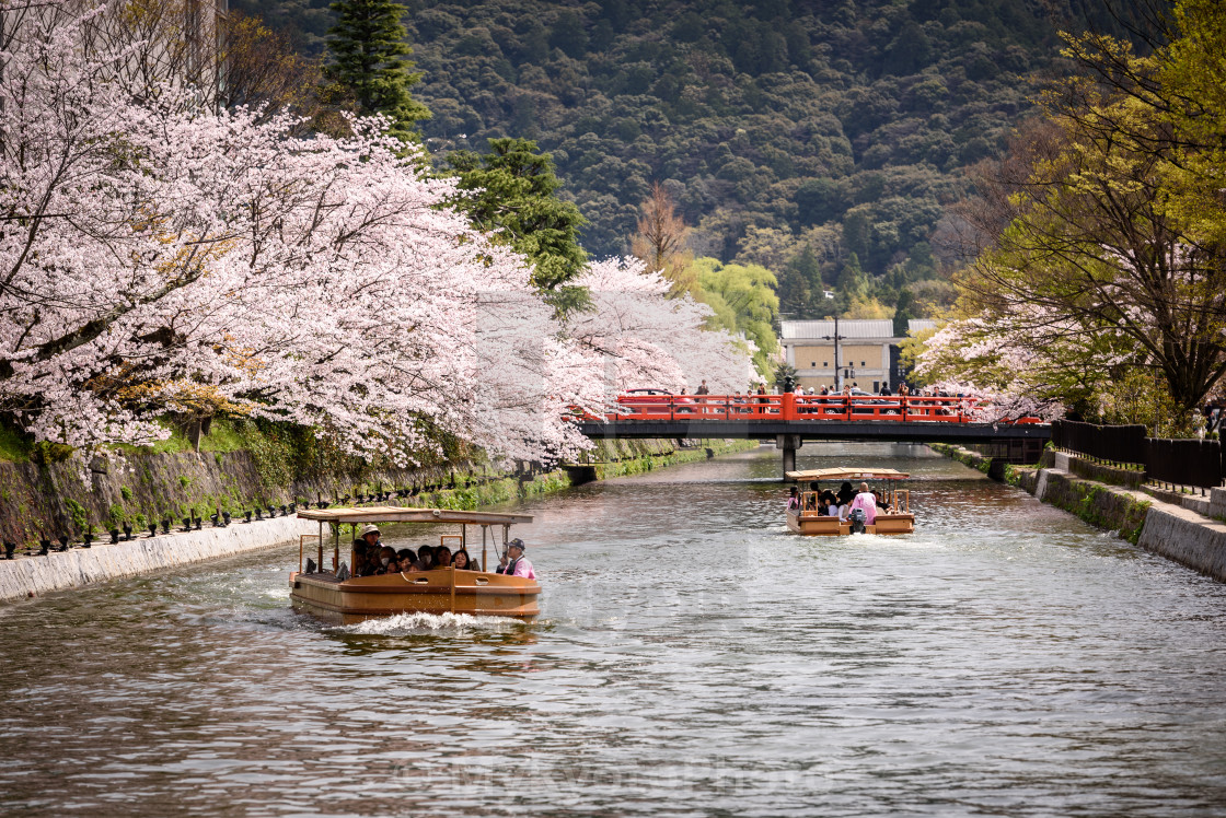 "Cherry blossoms season around Kyoto" stock image