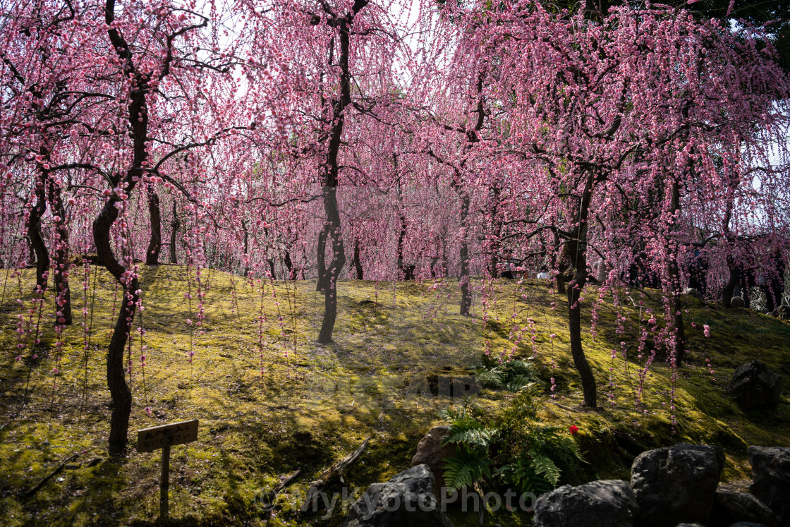 "Ume blossom (plum) at Jonangu Shrine, Kyoto" stock image