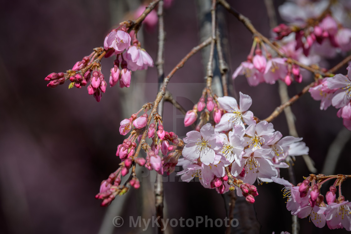 "Cherry blossoms" stock image