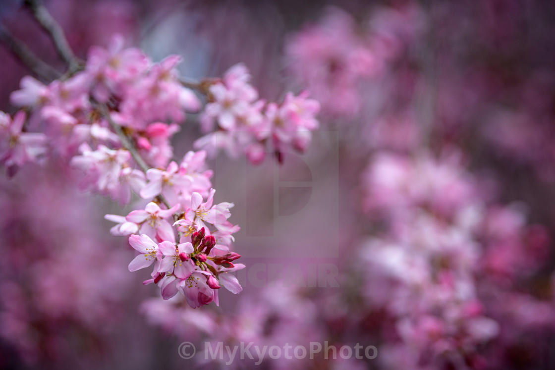 "Cherry blossoms" stock image