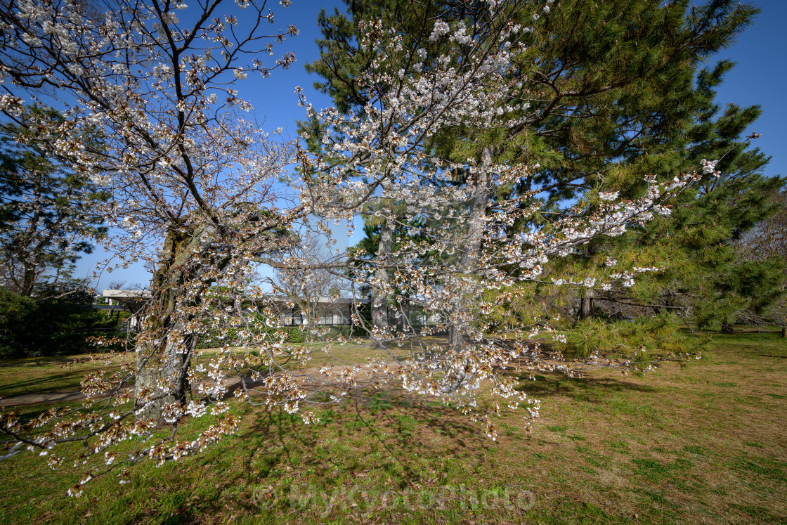 "Cherry blossoms around Gosho, the Imperial Park, Kyoto" stock image