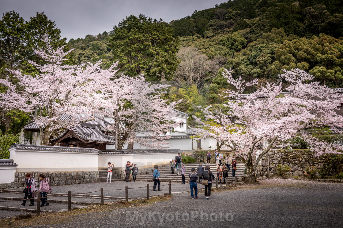 "Cherry blossoms around the Nanzen-Ji Temple, Kyoto" stock image