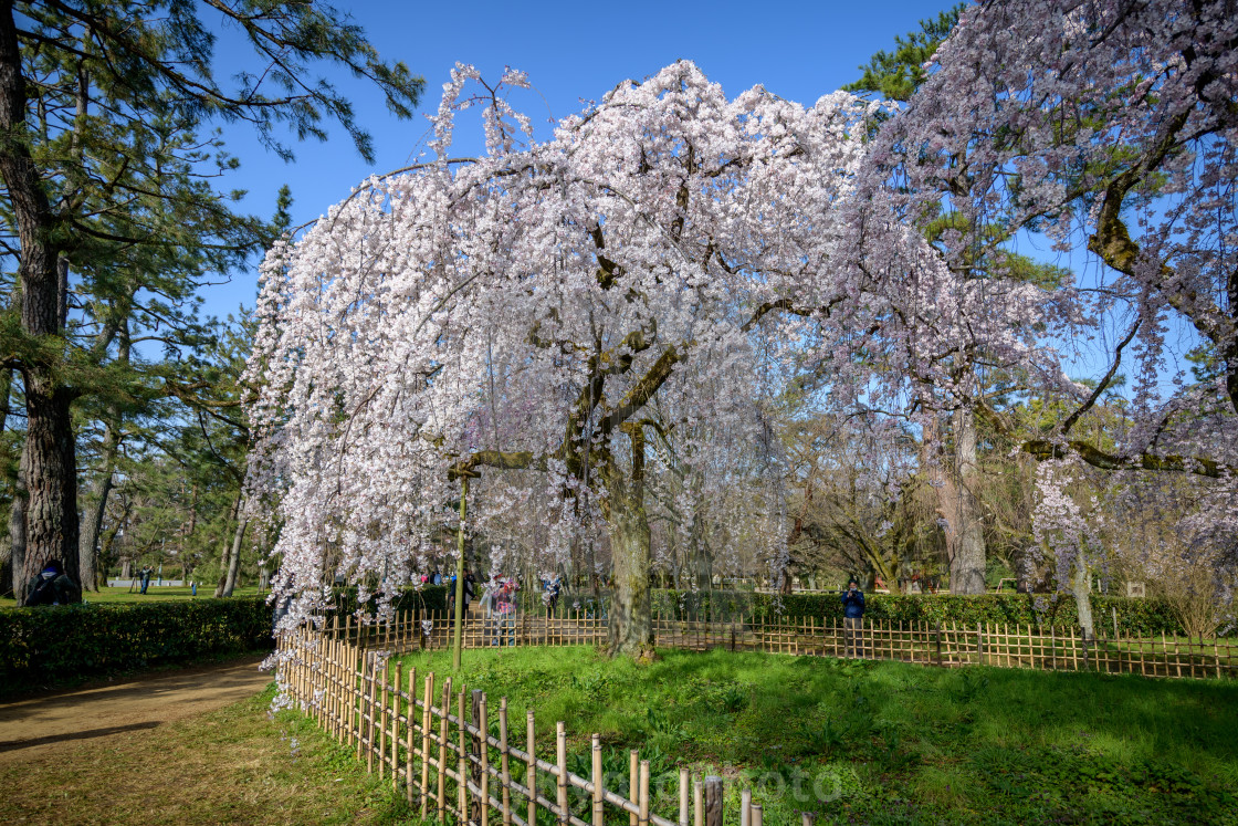 "Cherry blossoms around Gosho, the Imperial Park, Kyoto" stock image