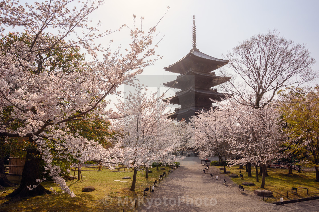 "Cherry blossoms around Toji Temple, Kyoto" stock image